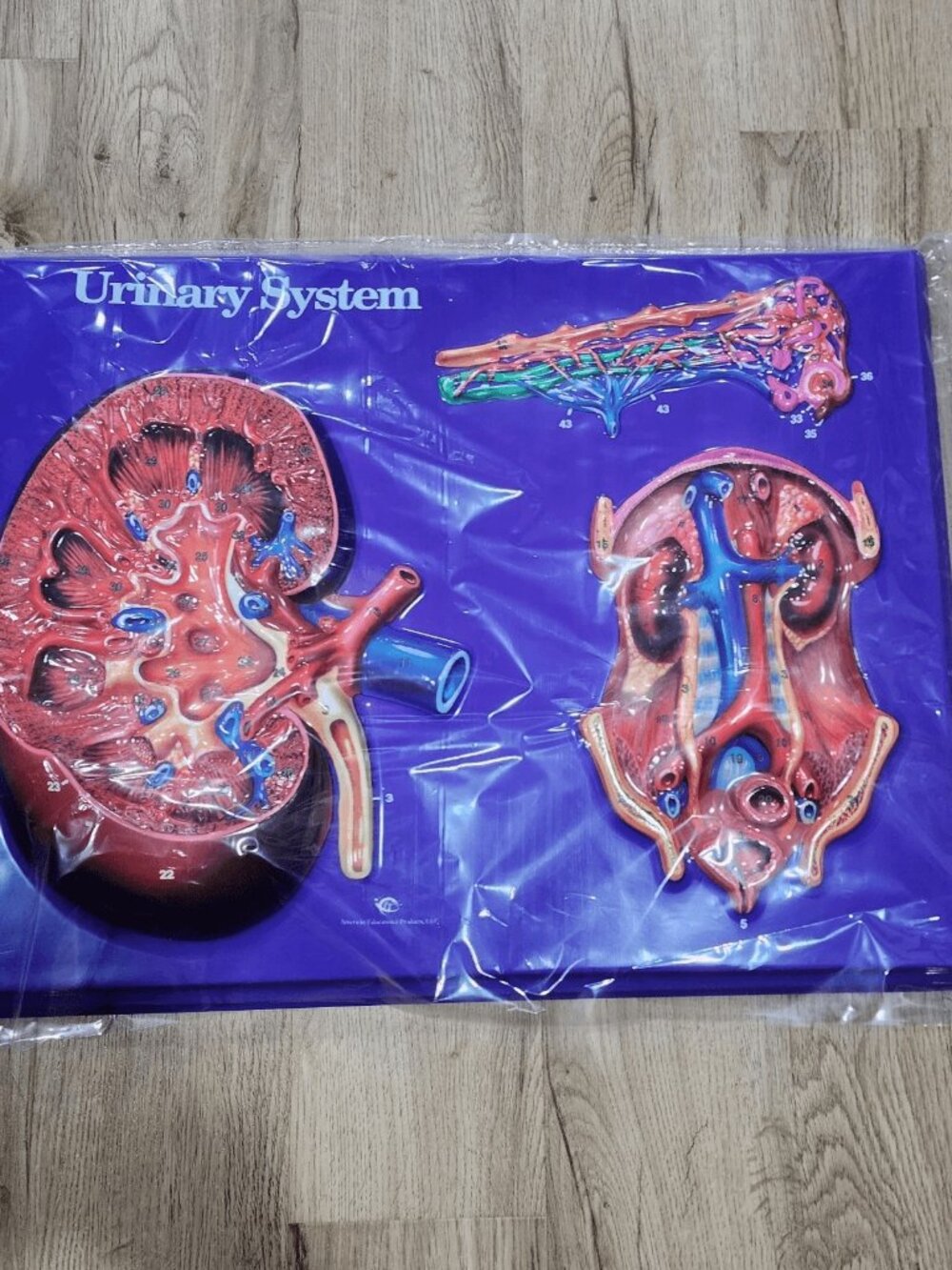 Hubbard Urinary System Model Activity Set 3D Urinary System Teaching Chart